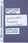 Etiketten zu Melanotus regalis (NHMW-ZOO-COL-0007481)